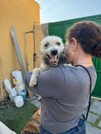 eric zoekt baasje stichting Tigger foundation, Dieren en Toebehoren, Honden | Niet-rashonden, Rabiës (hondsdolheid), Middel, Buitenland