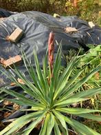 Grote bloeiende Yucca., Ophalen, Overige soorten, 100 tot 250 cm