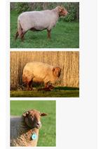 Schaap schapen coburger fucks ooi lief mak, Dieren en Toebehoren, Schapen, Geiten en Varkens