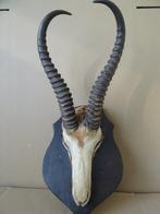 Curiosa bokkengewei bokkenkop bokkenschedel gewei bok 1960, Ophalen of Verzenden