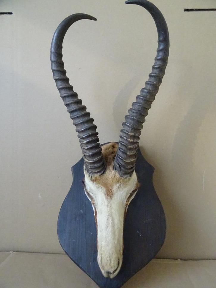 Curiosa bokkengewei bokkenkop bokkenschedel gewei bok 1960, Antiek en Kunst, Curiosa en Brocante, Ophalen of Verzenden