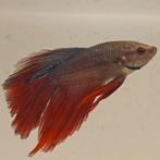 Betta splendens man 03, Dieren en Toebehoren, Vissen | Aquariumvissen, Vis