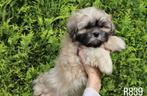 Prachtige boomer pups te koop, Dieren en Toebehoren, Honden | Chihuahua's en Gezelschapshonden, Nederland, Overige rassen, CDV (hondenziekte)