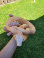 Sunglow Kahl line Boa constrictor imperator 0.1 vrouw nk 24, Dieren en Toebehoren, Reptielen en Amfibieën, Slang, Tam, 3 tot 6 jaar