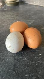 Verse eieren, Ophalen