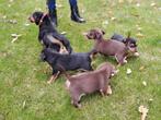 TE KOOP  JACK RUSSEL PUPS, Dieren en Toebehoren, Honden | Jack Russells en Terriërs, Jack Russell Terriër, Rabiës (hondsdolheid)