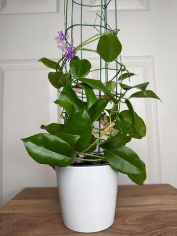 Hoya desvoeuxensis beschikbaar voor biedingen