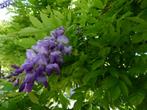 Blauwe regen (wisteria sinensis), Ophalen of Verzenden, Overige soorten, 100 tot 250 cm