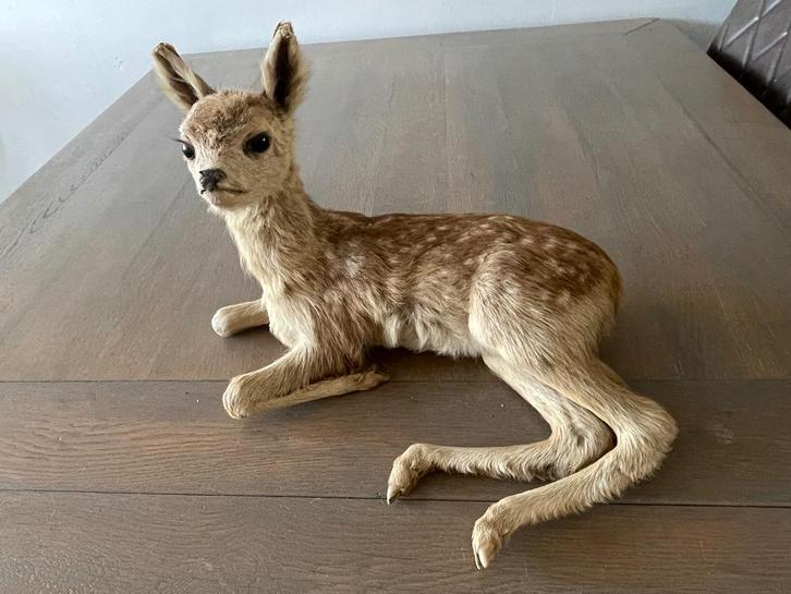 OPGEZET JONG HERTJE - WD014, Verzamelen, Dierenverzamelingen, Zo goed als nieuw, Opgezet dier, Wild dier, Ophalen of Verzenden