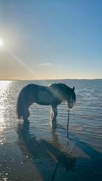 Stalling gezocht voor tinker ruin, Dieren en Toebehoren, Stalling en Weidegang, Stalling