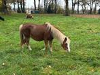 Zeer brave Welsh pony, Dieren en Toebehoren, Pony's, Merrie, 11 jaar of ouder