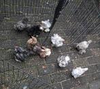 Hanenkuikens  ((krul)cochinkriel) van 6 weken, 3 stuks, Dieren en Toebehoren, Pluimvee, Mannelijk, Kip