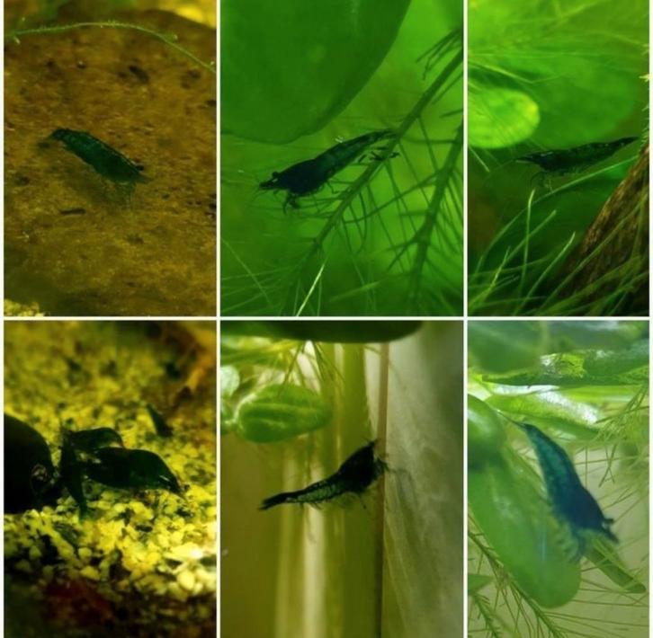 Blauwe garnalen blue dream shrimp, Dieren en Toebehoren, Vissen | Aquariumvissen, Zoetwatervis, Kreeft, Krab of Garnaal, Schoolvis