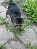 2 Lieve katten poes in een kater, Dieren en Toebehoren, Katten en Kittens | Overige Katten, Kater, Kortharig