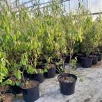 Krentenstruiken | Amelanchier lamarckii verschillende maten, Ophalen of Verzenden, 100 tot 250 cm