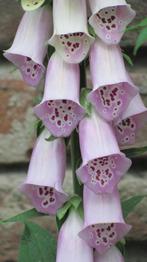 zaden Digitalis purpurea Vingerhoedskruid, Tuin en Terras, Verzenden, Voorjaar, Halfschaduw, Zaad