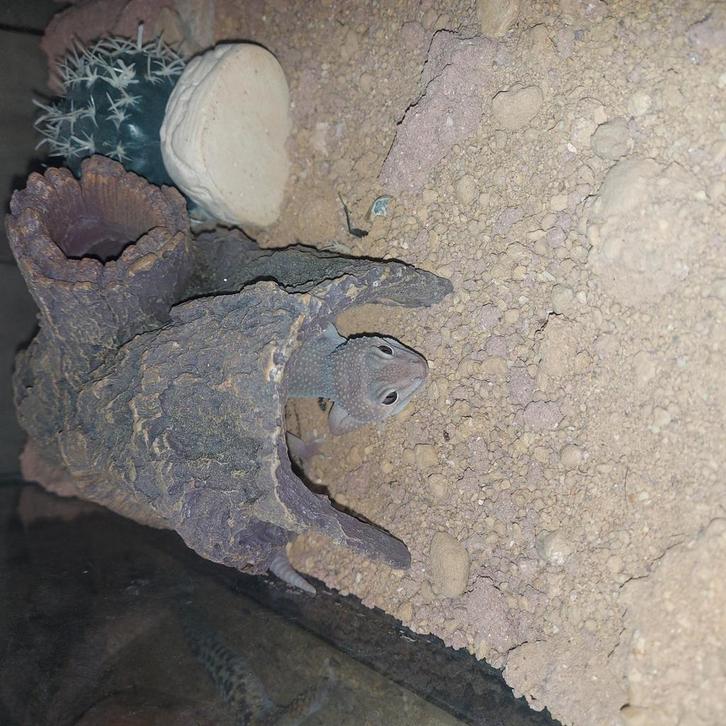 Luipaard gekko 3 jaar