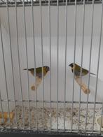 Cubavinken, Dieren en Toebehoren, Meerdere dieren