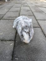 Lief vrouwtjes konijn 8 weken oud, Dieren en Toebehoren, Vrouwelijk