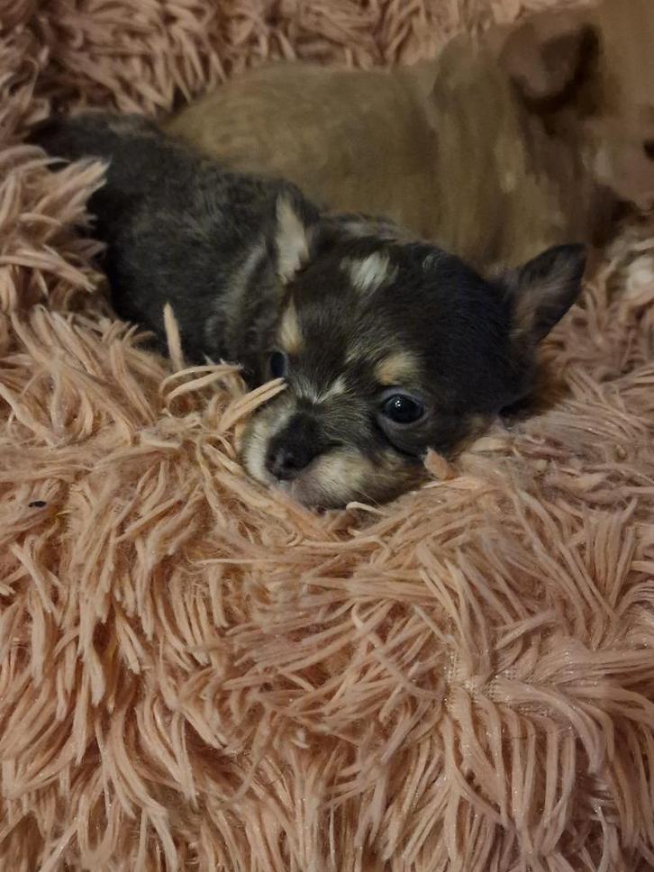 Langharige Chihuahua pup, Dieren en Toebehoren, Honden | Chihuahua's en Gezelschapshonden, Reu, Chihuahua, Particulier, Meerdere