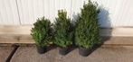 Buxus struiken, Ophalen, Overige soorten