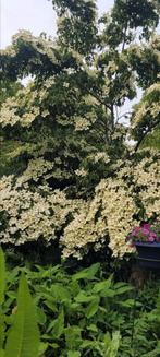 Hobbiest met diverse soorten tuinplanten in pot, Tuin en Terras, Ophalen, Zomer, Overige soorten, Volle zon