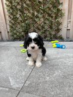 Cavapoo pups laatse reutje  🐶 mogen nest verlaten, Rabiës (hondsdolheid), Overige rassen, 8 tot 15 weken, Meerdere