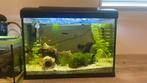 Aquarium, Dieren en Toebehoren, Vis