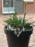 Nog 2 lieve kittens, Dieren en Toebehoren, Meerdere dieren