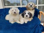 Boomer pups   ( allermandsvriendjes ), Dieren en Toebehoren, Nederland, CDV (hondenziekte), 8 tot 15 weken, Meerdere