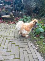 Usa buff haan groot, Dieren en Toebehoren, Pluimvee, Mannelijk, Kip