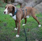 HzH-CHICO, zoekt liefdevol en geduldig baasje, Dieren en Toebehoren, Honden | Niet-rashonden, Particulier, Reu, Buitenland, Parvo