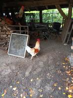 Lohmann Haan, Dieren en Toebehoren, Mannelijk, Kip