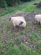 Dekram bleu du Maine schapen, Dieren en Toebehoren, Schapen, Geiten en Varkens, Mannelijk, Schaap