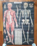Zes medische posters, arts en opticien, Verzenden, Nieuw