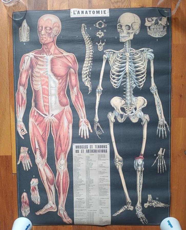 Zes medische posters, arts en opticien, Verzamelen, Overige Verzamelen, Nieuw, Verzenden
