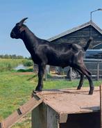 Tamme geiten bokken, Dieren en Toebehoren, Schapen, Geiten en Varkens, Mannelijk, Geit, 0 tot 2 jaar