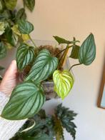 Philodendron mamei, plantje uit wetstick, Huis en Inrichting, Kamerplanten, Ophalen of Verzenden, Halfschaduw, Minder dan 100 cm