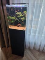 Aquatlantis curve 65l incl inrichting en vissen, Ophalen, Zo goed als nieuw, Gevuld zoetwateraquarium