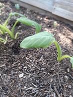 Tayerblad keraila  bhatta antroewa plantjes, Tuin en Terras, Planten | Tuinplanten, Ophalen, Volle zon, Groenteplanten, Eenjarig