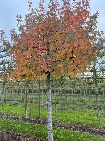 Leiliquidambar te koop beschikbaar voor biedingen