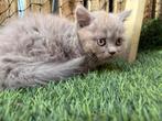 Lilac Britse korthaar kittens, Dieren en Toebehoren, Katten en Kittens | Raskatten | Korthaar, Poes, Ontwormd, 0 tot 2 jaar