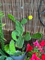 Opuntia Humifusa, Ophalen of Verzenden, Zomer, Volle zon