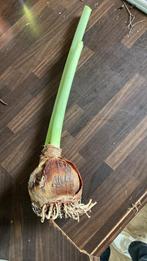 Amaryllis bol, Tuin en Terras, Ophalen, Gehele jaar, Halfschaduw, Bloembol