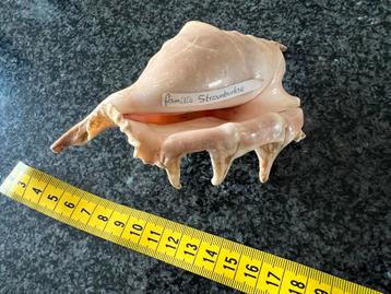 Strombidae Schelp - Zeeschelp beschikbaar voor biedingen