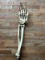 Anatomisch model arm - kunststof, Ophalen of Verzenden