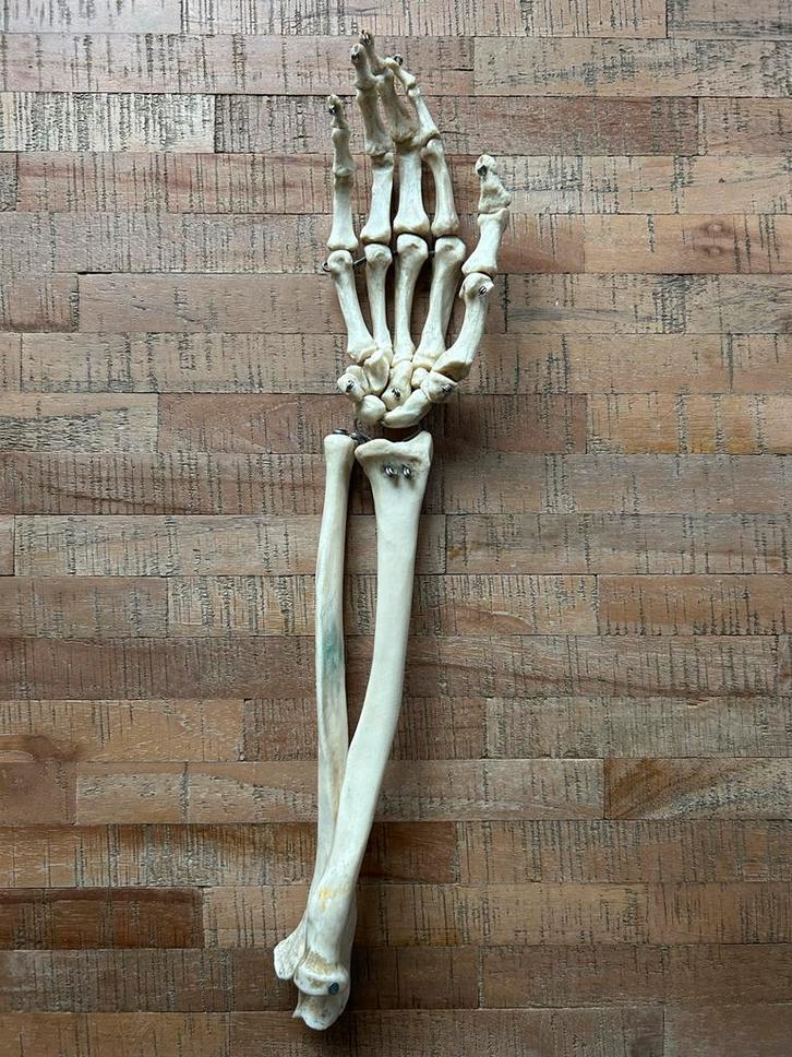 Anatomisch model arm - kunststof, Diversen, Schoolbenodigdheden, Ophalen of Verzenden
