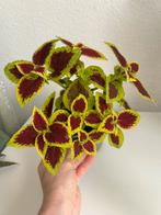 Siernetel Coleus diep rood / groen, Huis en Inrichting, Kamerplanten, Ophalen of Verzenden, Overige soorten, Minder dan 100 cm