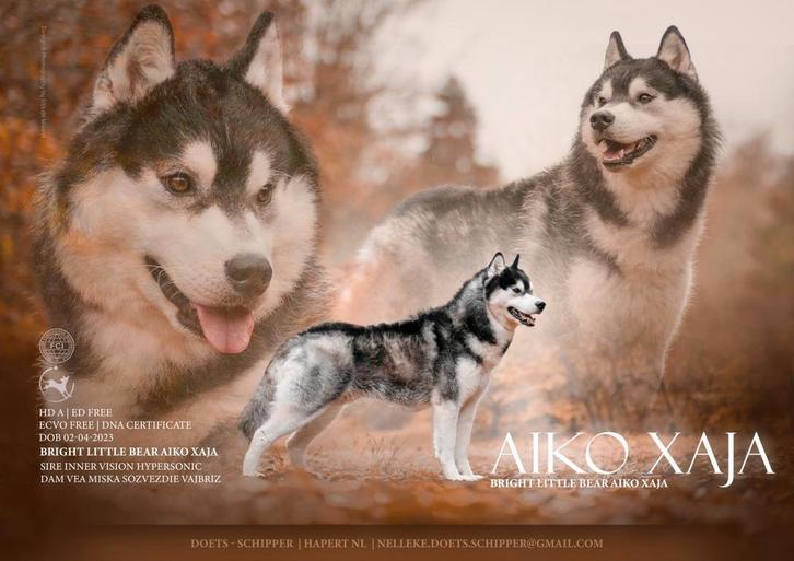 Aangeboden dekreu (niet te koop), Dieren en Toebehoren, Honden | Dekreuen, Reu, Fokker | Hobbymatig, Eén hond, Nederland, 3 tot 5 jaar