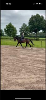 4 jarige dressuurmerrie Fontaine TN, Merrie, 170 tot 175 cm, 3 tot 6 jaar